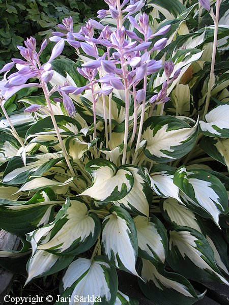 Hosta Tarhafunkia-Ryhm 'Fire and Ice', jalokuunlilja